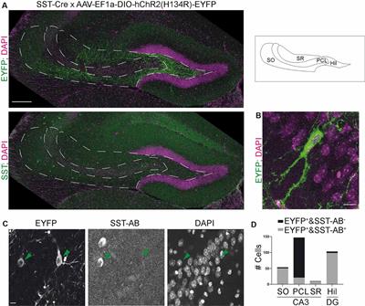 Nonspecific Expression in Limited Excitatory Cell Populations in Interneuron-Targeting Cre-driver Lines Can Have Large Functional Effects